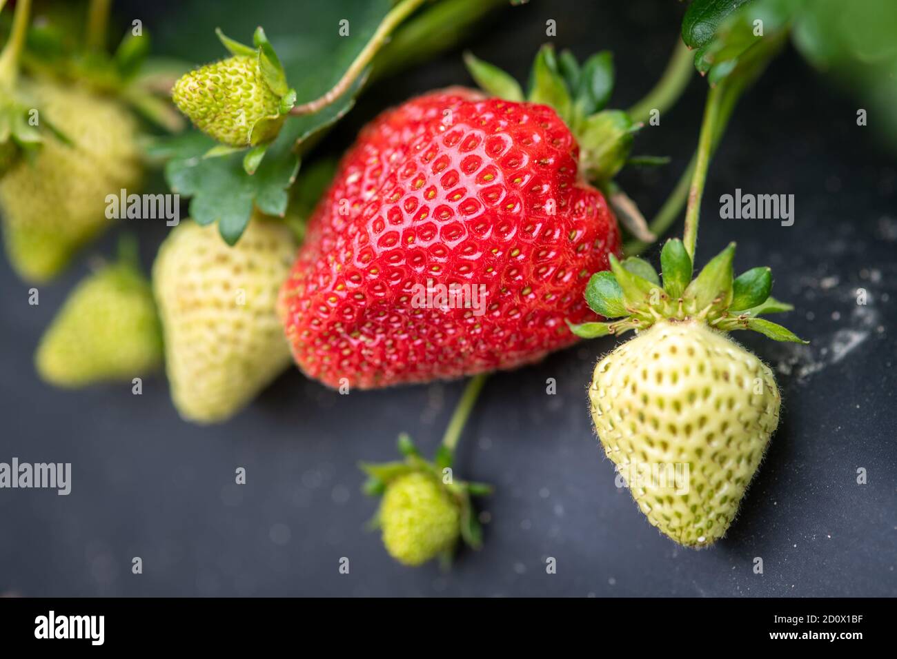 Erdbeeren, die auf der Weinrebe auf der eigenen Farm, Waldorf, Maryland, wachsen Stockfoto