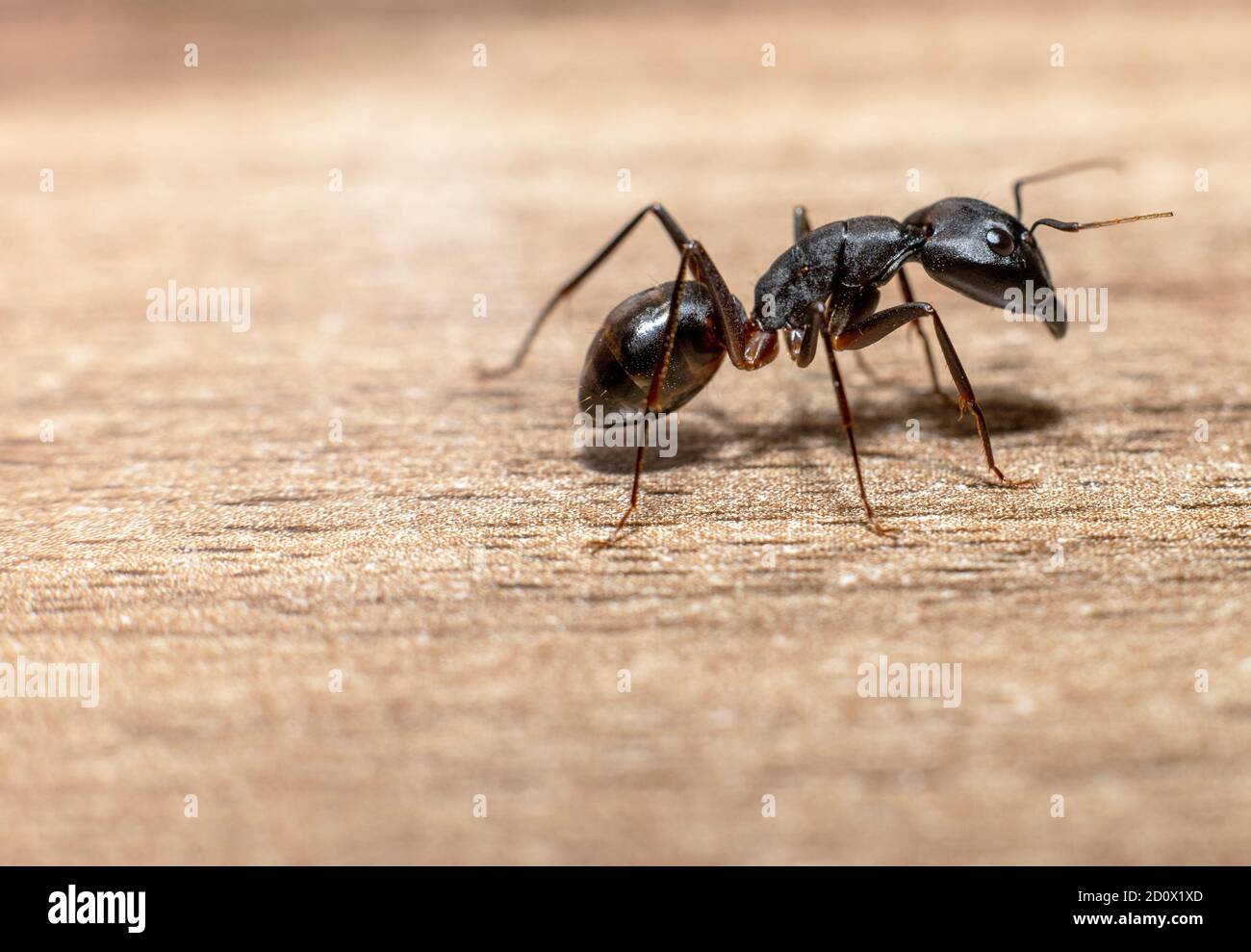 Camponotus xerxes, die riesige Schwarze Ameise in den Vereinigten Arabischen Emiraten Stockfoto