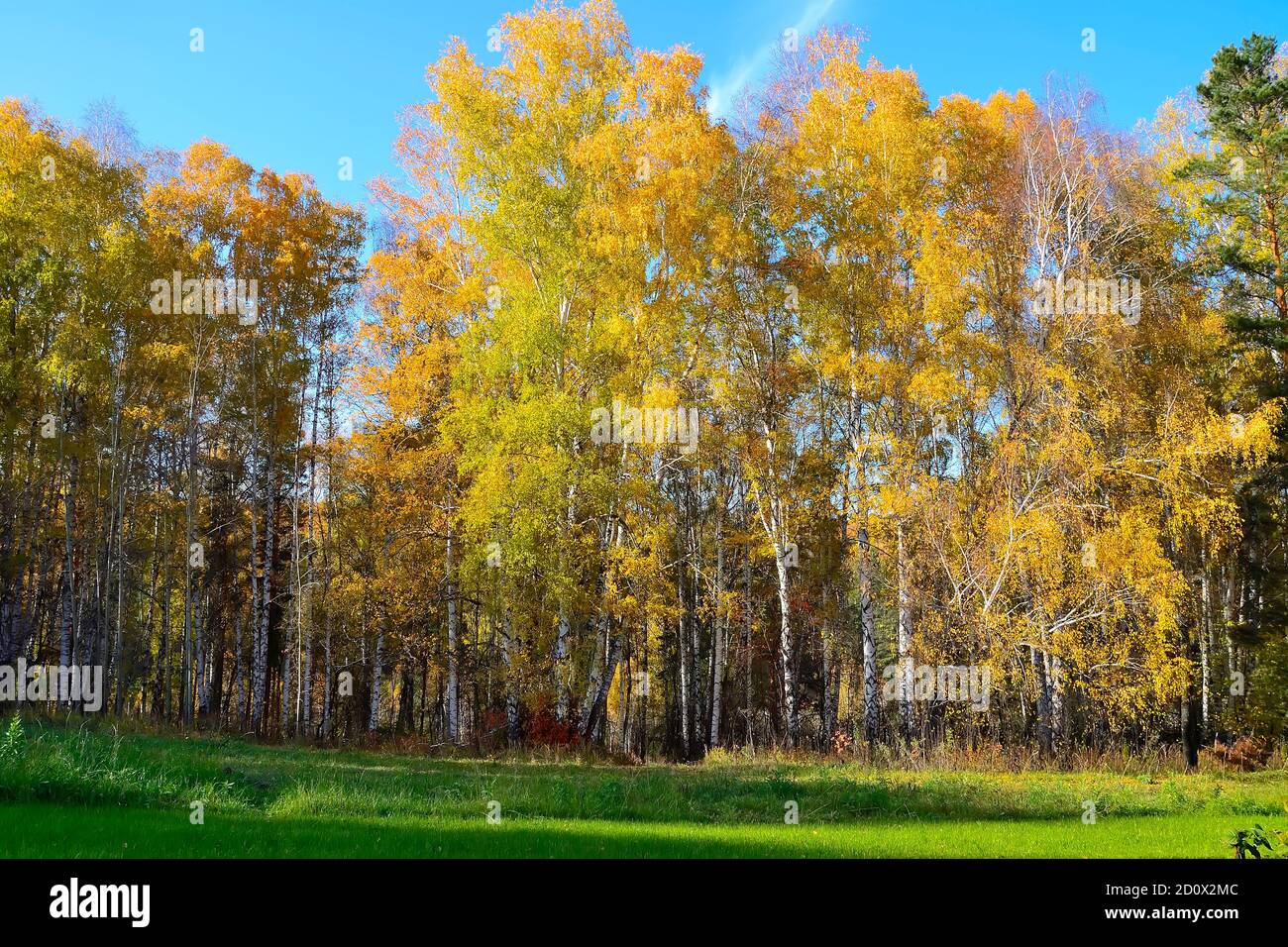 Gemäht Wiese mit grünem Gras in der Nähe Herbst Birkenwald mit bunten hellen Laub. Malerische Herbstlandschaft im goldenen Birkenhain an warmen sonnigen Tagen Stockfoto