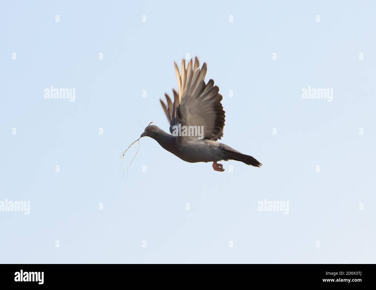 Eine fliegende Taube gegen einen blauen Himmel hält den Zweig für das Nest in seinem Schnabel. Stockfoto