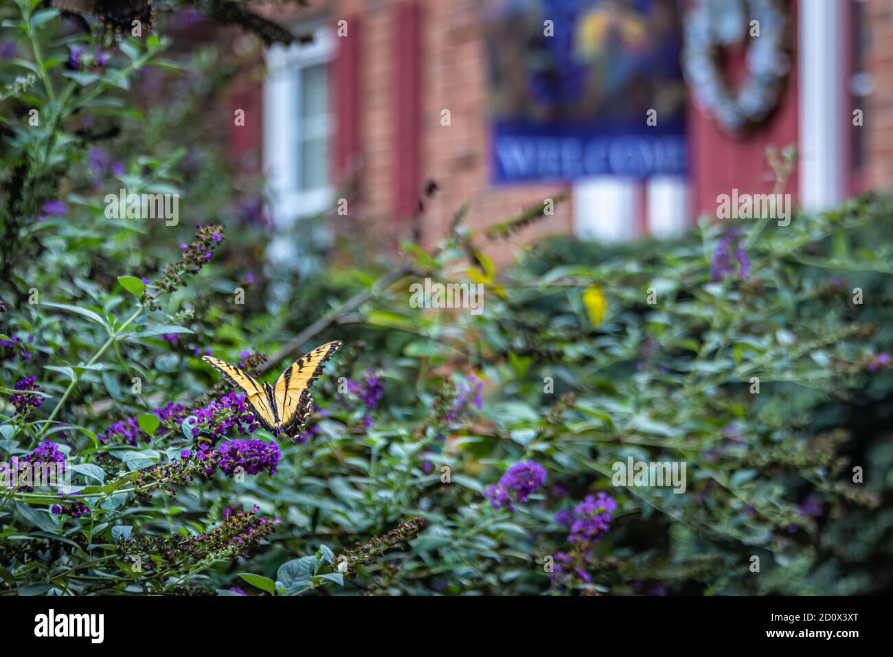 Östlicher Tigerschwalbenschwanzschmetterling (Papilio glaucus) auf violetten Blüten in Atlanta, Georgia. (USA) Stockfoto