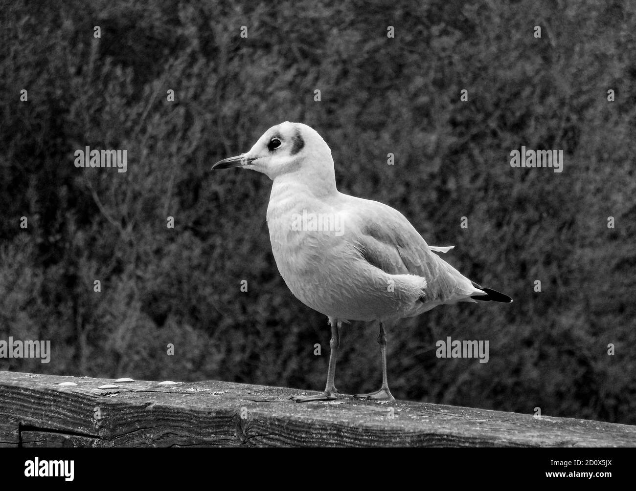 Nahaufnahme einer Möwe in Graustufen Stockfoto