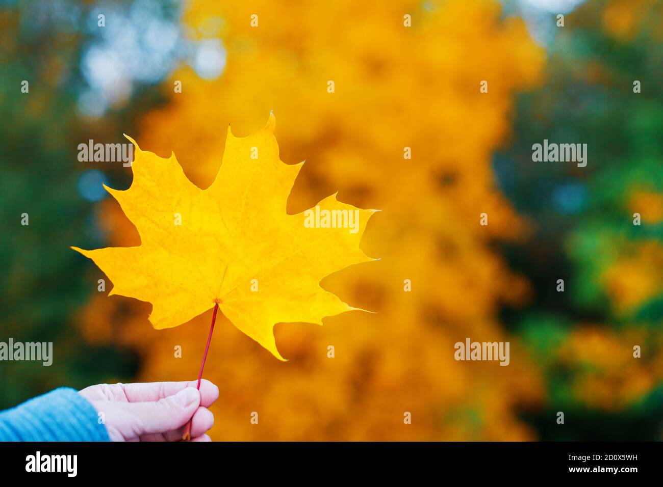 Hand hält gelb Ahornblatt mit bunten Wald auf Hintergrund. Indisches Sommerkonzept. Nahaufnahme im Herbst Stockfoto