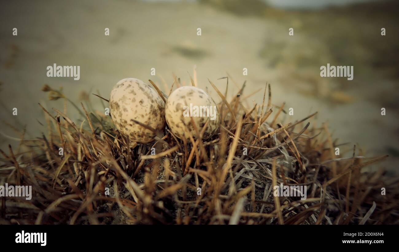Nahaufnahme von zwei kleinen Eiern mit Vogelnest in Nature Wildlife Stockfoto