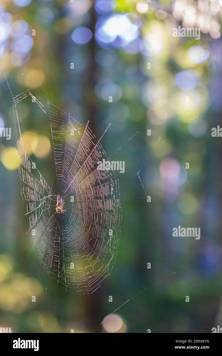Spinnennetz schwebte vor bunten Bäumen und Sonne mit Bokeh. Stockfoto