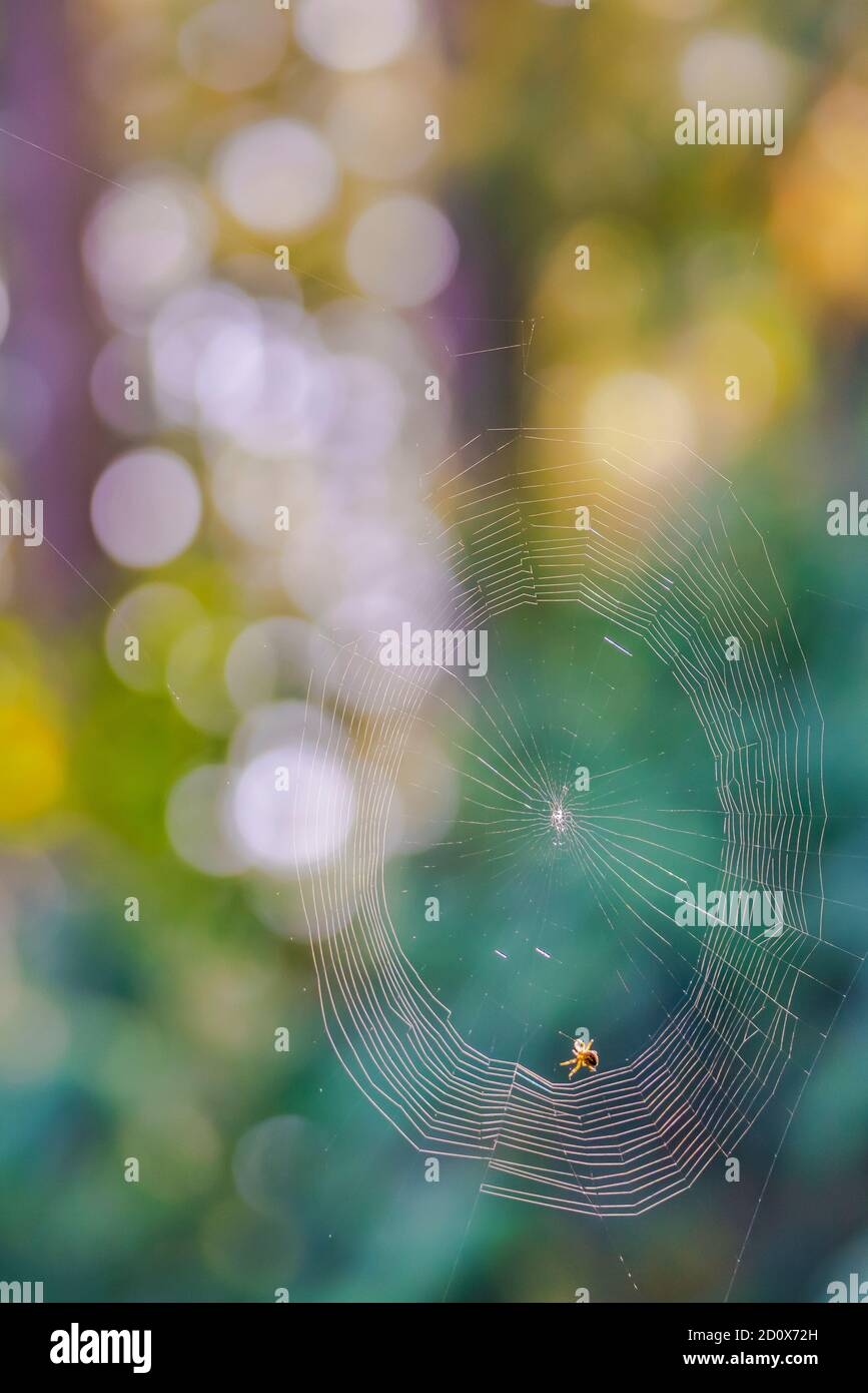 Spinnennetz in der Morgensonne mit buntem Bokeh Hintergrund. Stockfoto