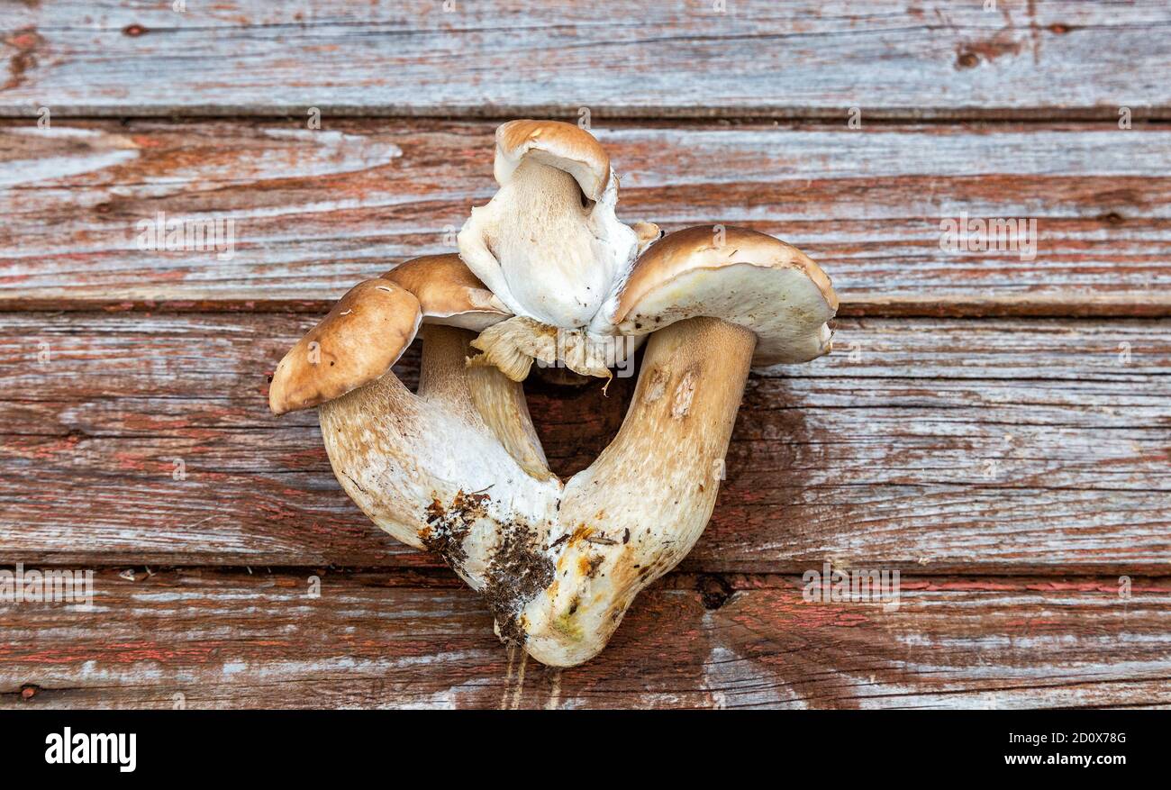 Steinpilze auf einem Holztisch aus der Nähe Stockfoto