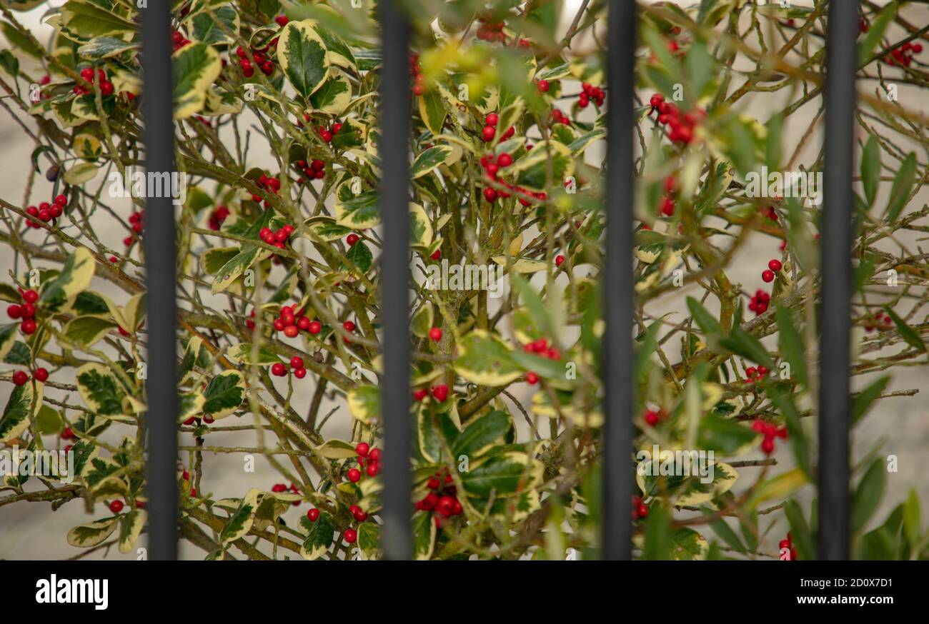 Rote Beeren von bunten Stechpalme hinter einigen Bars und vor einem hellen Hintergrund gesehen. Stockfoto