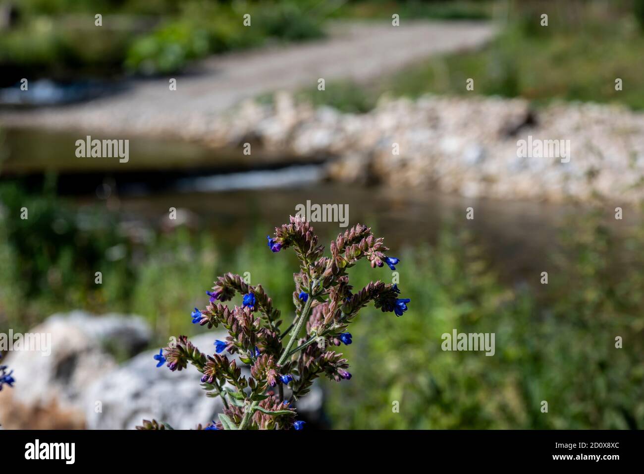 Eine Nahaufnahme einer Blume mit blauen Farben in Europa Stockfoto