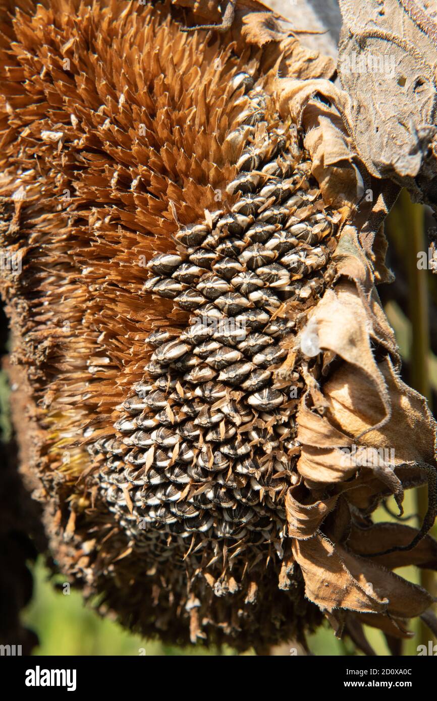 Getrockneter Sonnenblumenkopf, Samen bereit für die Ernte, Jersey, Kanalinseln Stockfoto