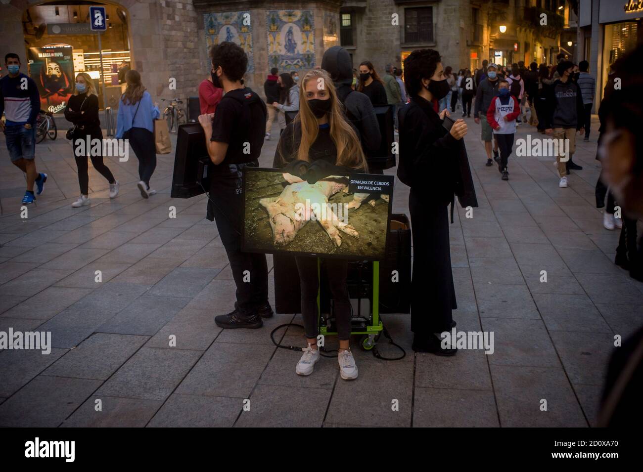 Barcelona, Spanien. 3. Oktober 2020, Barcelona, Katalonien, Spanien: In der Innenstadt von Barcelona klagen Tierschützer mit Gesichtsmasken über Tierquälerei auf Farmen der Nahrungsmittelproduktion an. Anzeichen einer zweiten Welle von Covid-19-Infektionen, die Spanien überrollten, haben dazu geführt, dass die Hauptstadt Madrid teilweise neu gesperrt wurde. Quelle:Jordi Boixareu/Alamy Live News Stockfoto