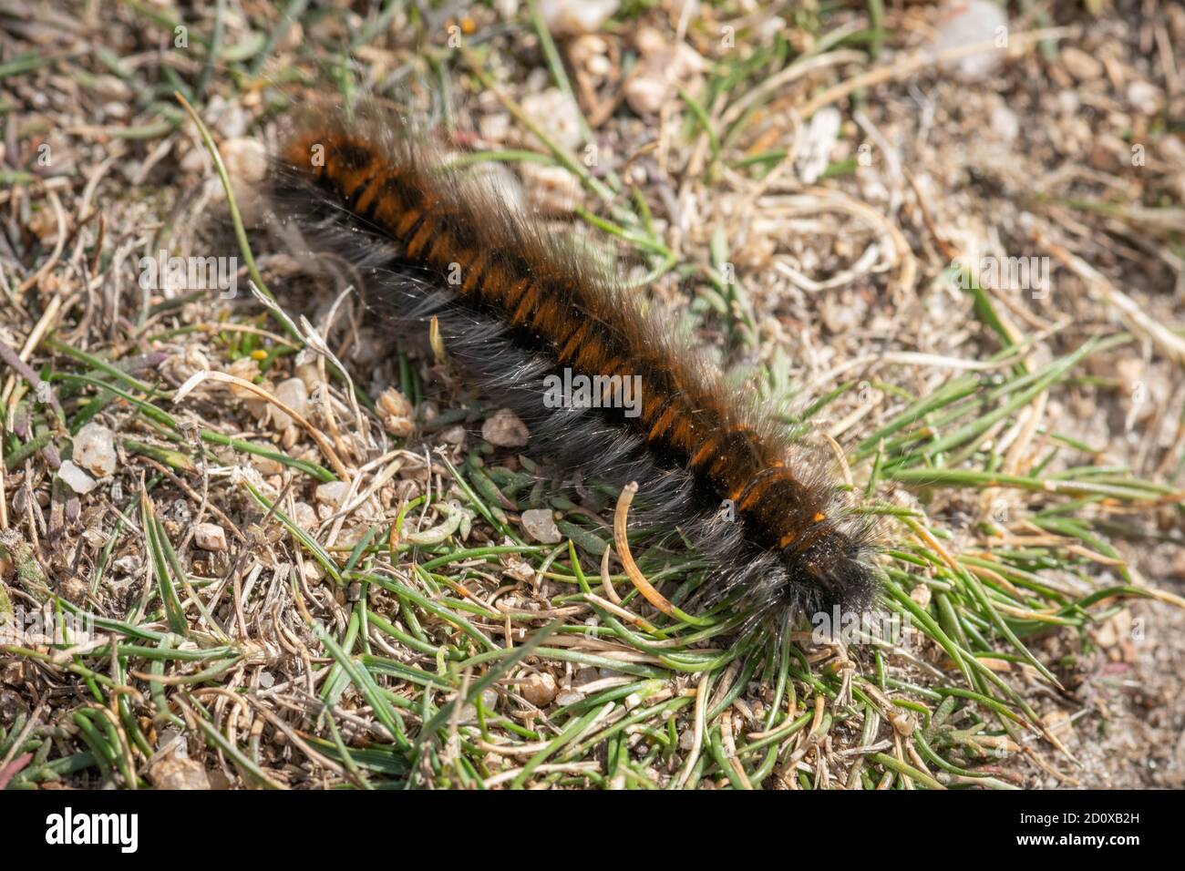 Fox Moth Caterpillar, Macrothylacia rubi in Jersey, Kanalinseln. Auf Gras. Stockfoto