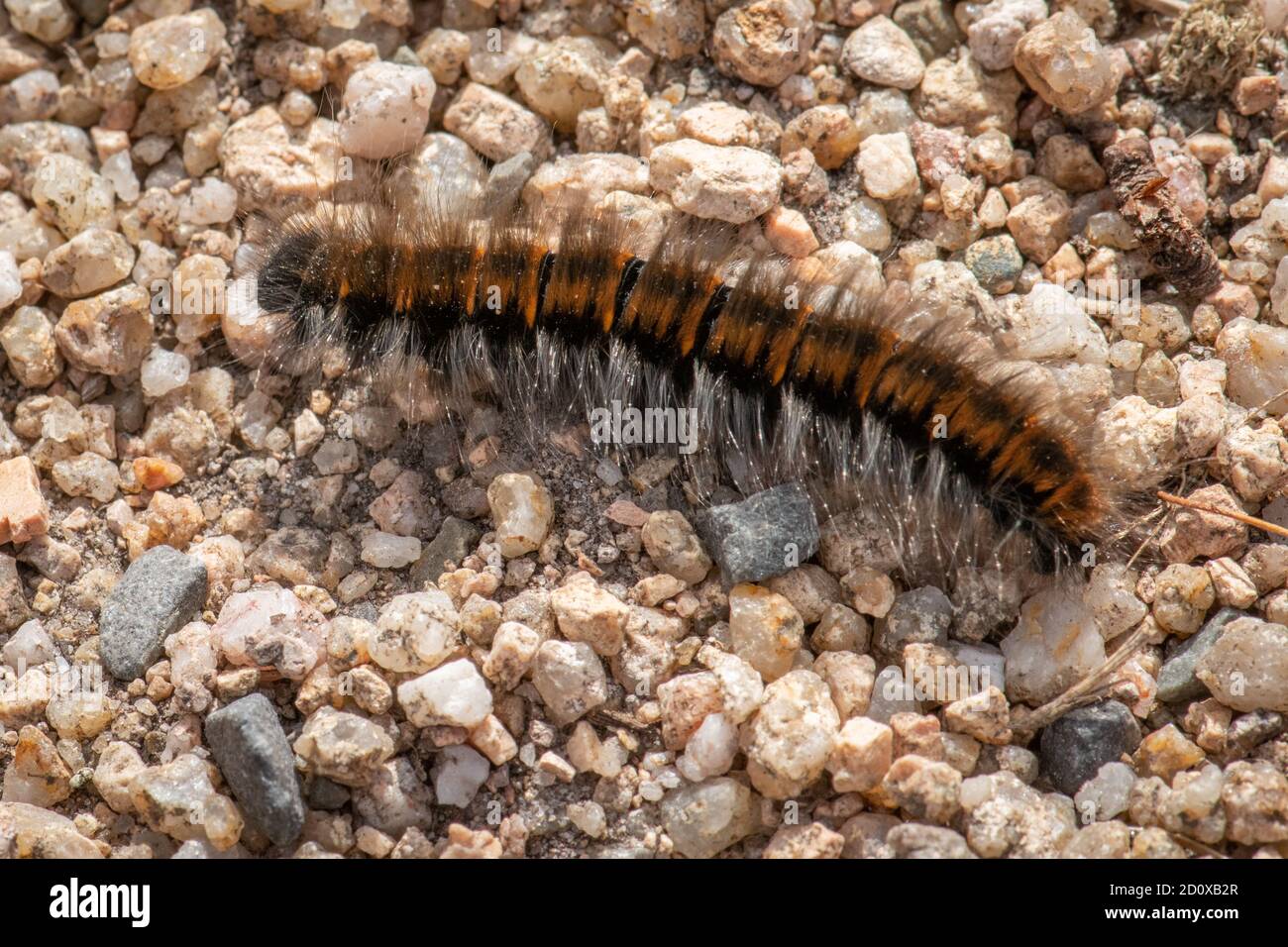 Fox Moth Caterpillar, Macrothylacia rubi in Jersey, Kanalinseln. Auf Schotter. Stockfoto