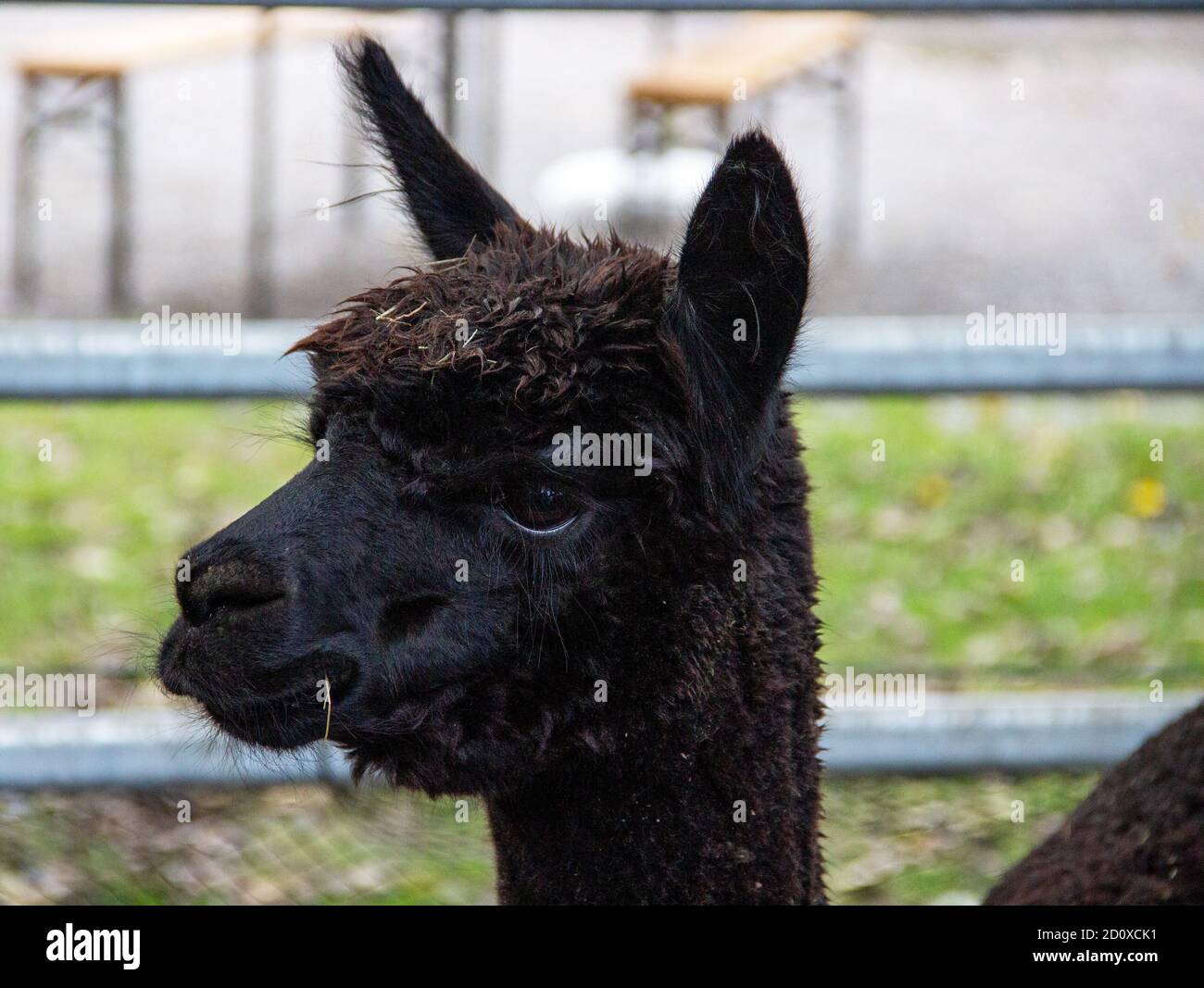 Nahaufnahme eines Alpakas-Kopfes, lateinisch Vicugna pacos Stockfoto