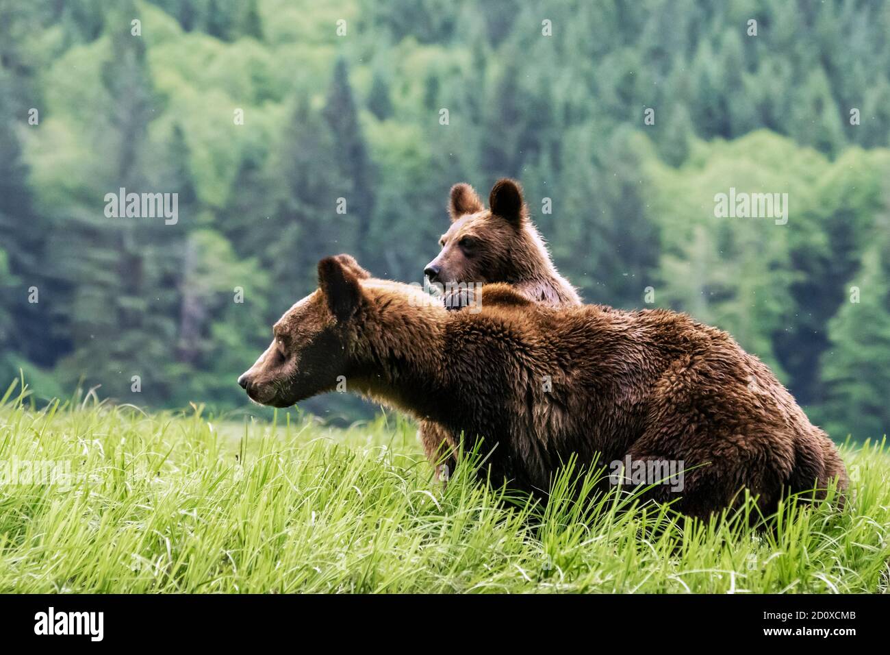 Grizzly Junge mit Pfote auf dem Rücken der Mutter, beide wachsam für Gefahr, Khutzeymateen, BC Stockfoto