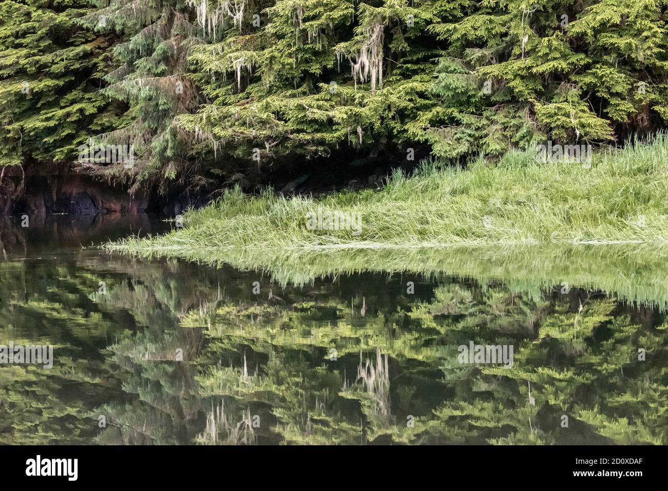 Regenwald, bärtige Flechten, Sedge Gras und Reflexionen, Khutzeymateen Inlet, BC Stockfoto