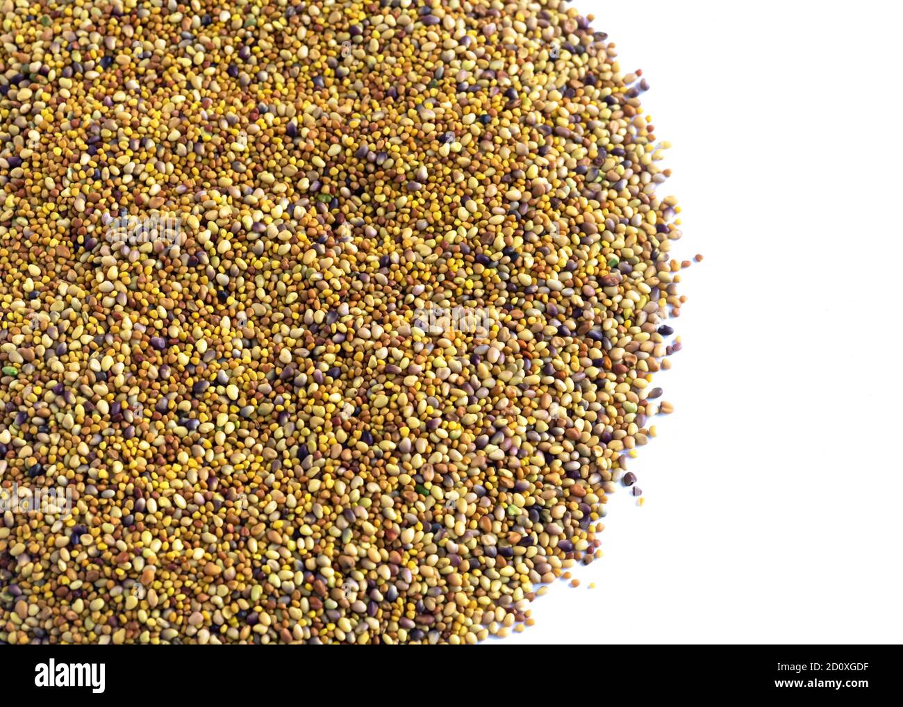 Makroaufnahme von Kleeblatt-Samen auf weißem Hintergrund isoliert Stockfoto