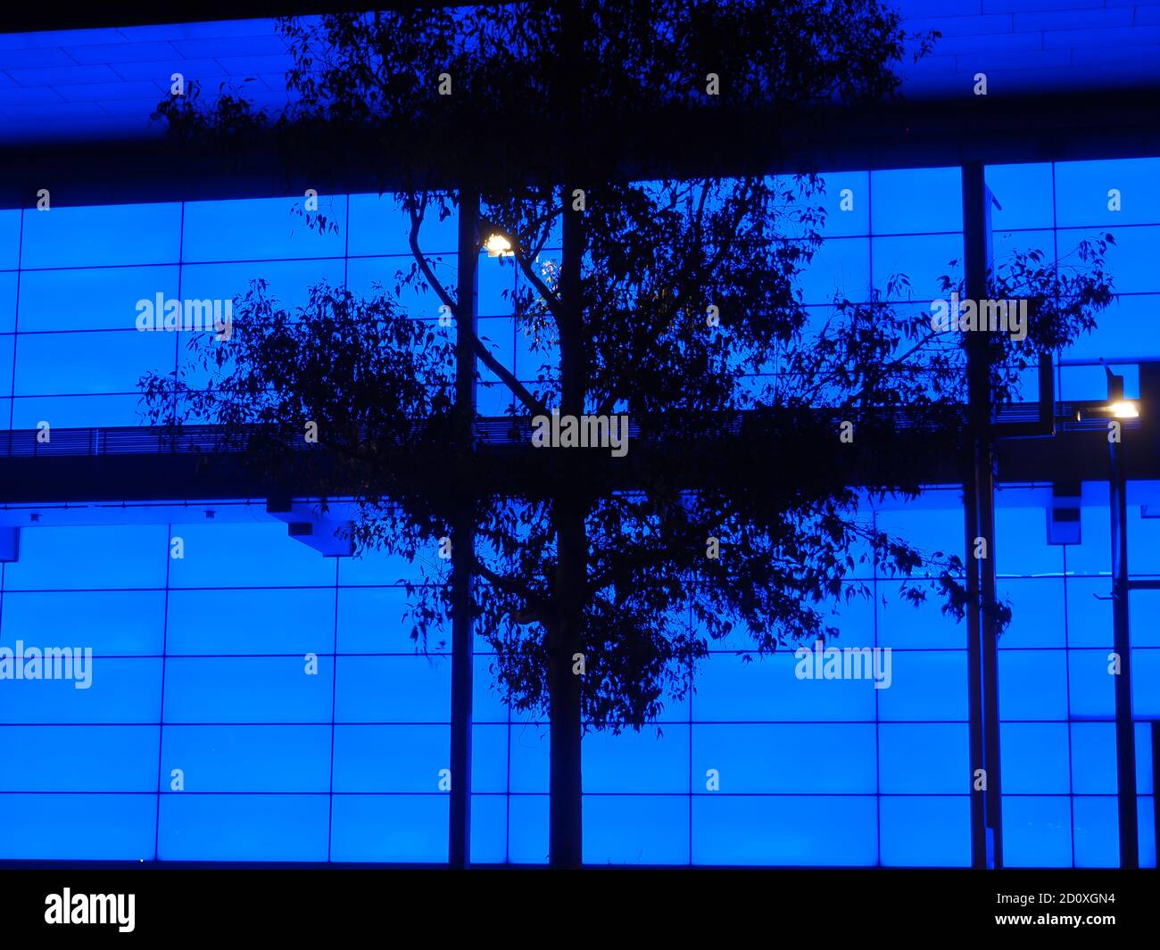 Tree Silhouette in Blue mit James Turrell Night Life 2018 Queensland Gallery of Modern Art, Brisbane, Australien Stockfoto