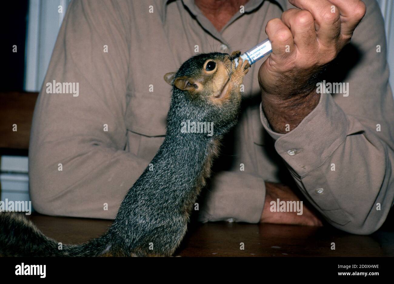 Mann, der ein süßes Eichhörnchen Milch aus einer Spritze füttert, während sie auf Hinterbeinen steht, USA Stockfoto