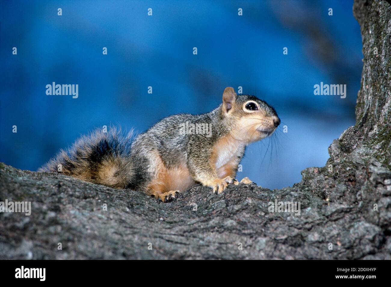 Eastern Fox squrirrel, sciurus niger, auf Baumglied, Missouri, USA Stockfoto