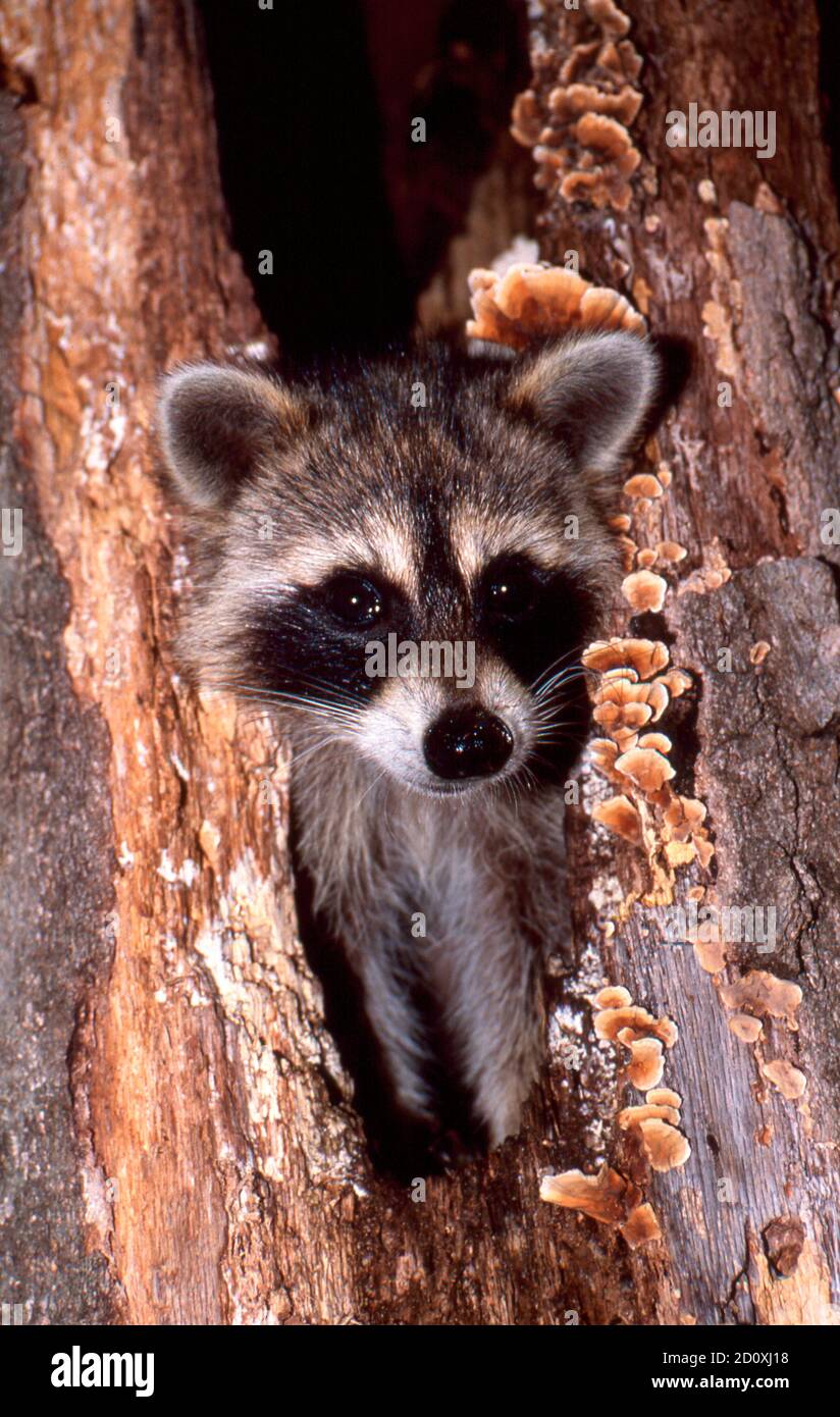 Niedliches Baby Waschbär guckt aus dem Loch in einem Baum, Missouri, USA Stockfoto