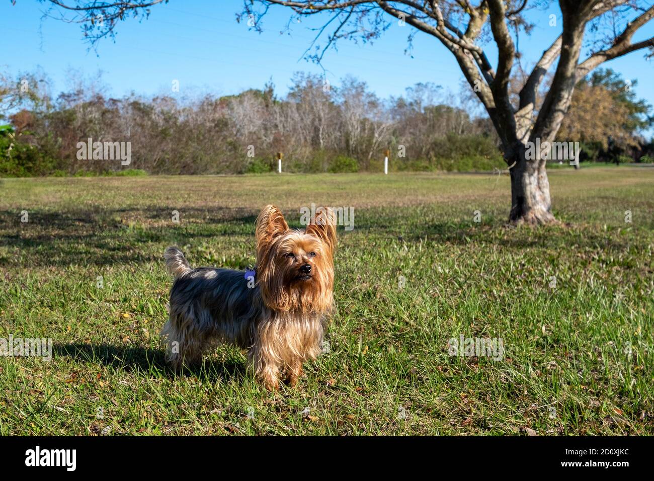 Ein kleiner Yorkshire Terrier mit goldbraunen langen Haaren steht auf einer Rasenfläche eines Golfplatzes. Rechts neben dem Haustier ist ein hoher Baum. Stockfoto