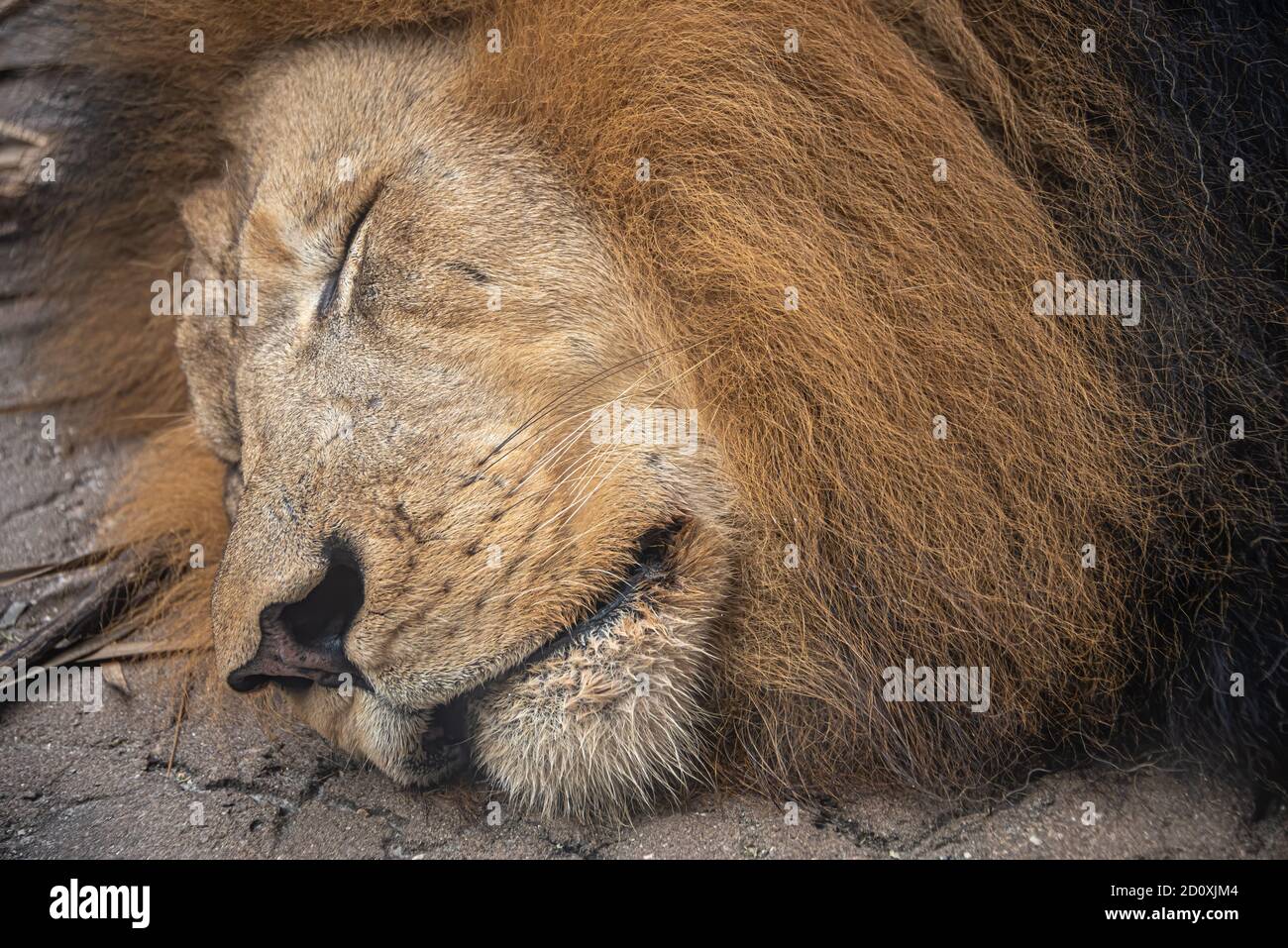 Nahaufnahme eines schlafenden Löwen (Panthera leo) in Busch Gardens Tampa Bay in Tampa, Florida. (USA) Stockfoto