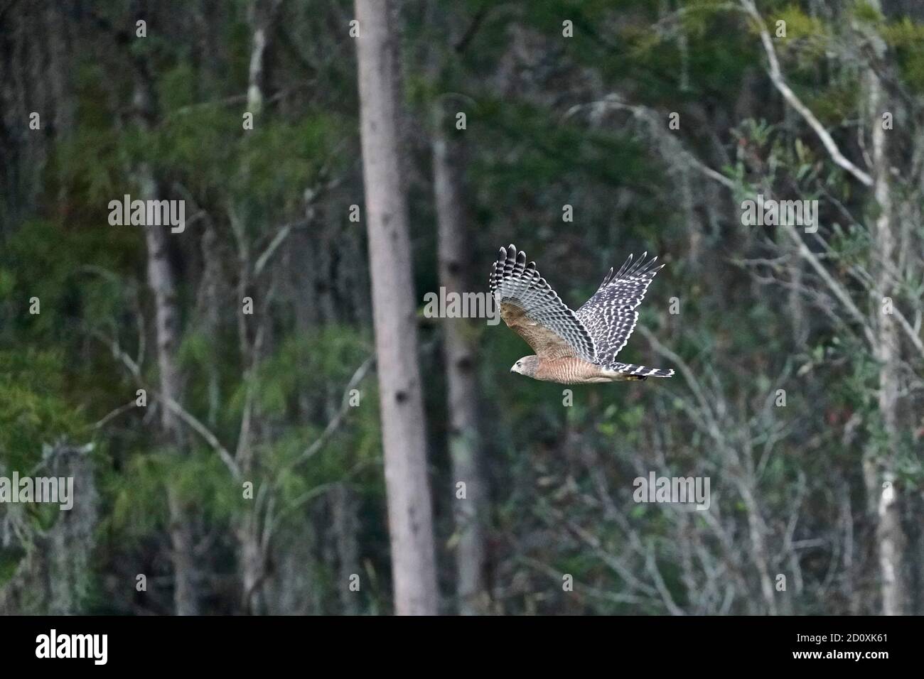 Rotschulter Falke, Buteo lineatus. Stockfoto