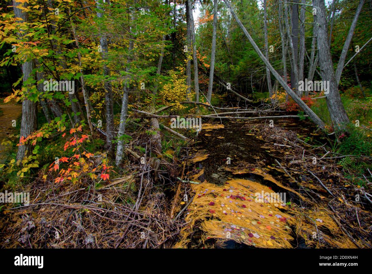Herbstwaldlandschaft. Bach durch einen Wald mit Herbstlaub im Norden von Michigan im Hartwick Pines State Park Stockfoto