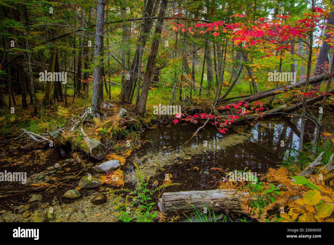 Herbstwaldlandschaft. Bach durch einen Wald mit Herbstlaub im Norden von Michigan im Hartwick Pines State Park Stockfoto