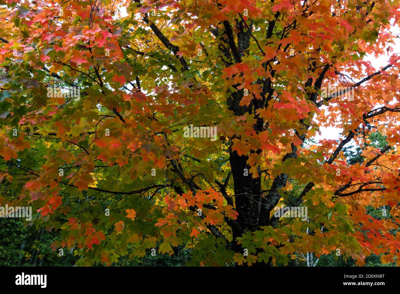 Wunderschöne Herbstfarben im Herbst auf einem Zuckerahorn im Oktober. Stockfoto