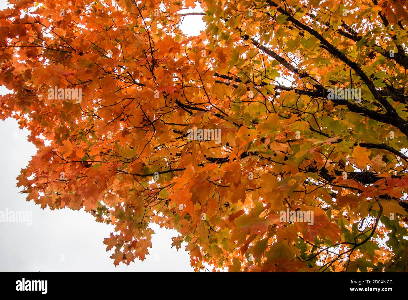 Wunderschöne Herbstfarben im Herbst auf einem Zuckerahorn im Oktober. Stockfoto