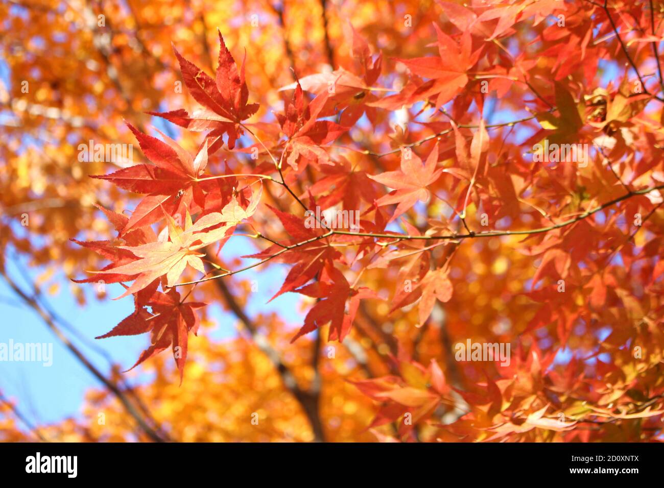 Baum Ahorn Suss Stockfotos Und Bilder Kaufen Alamy