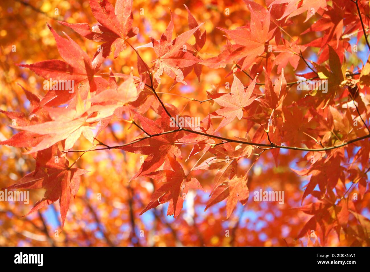Baum Ahorn Suss Stockfotos Und Bilder Kaufen Alamy