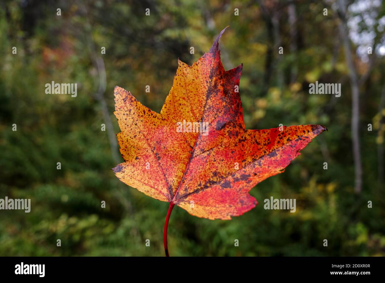 Ein rotes und oranges Ahornblatt wird vor dem Hintergrund eines Waldes gehalten, der seinen saisonalen Wechsel von Sommer zu Herbst durchmacht, wobei die Blätter sich ändern Stockfoto