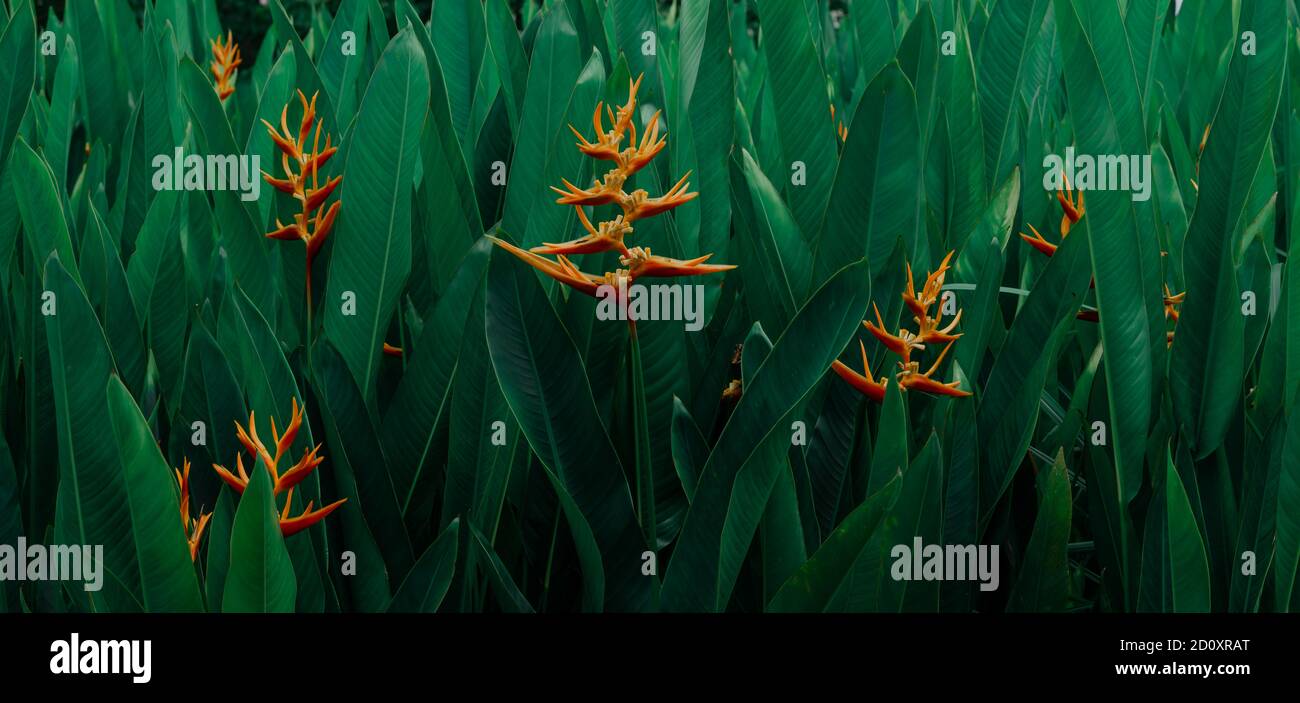 Viele orange tropische exotische Blumen, die auf üppigem Blatt, dunkelgrünem Naturhintergrund blühen. Stockfoto