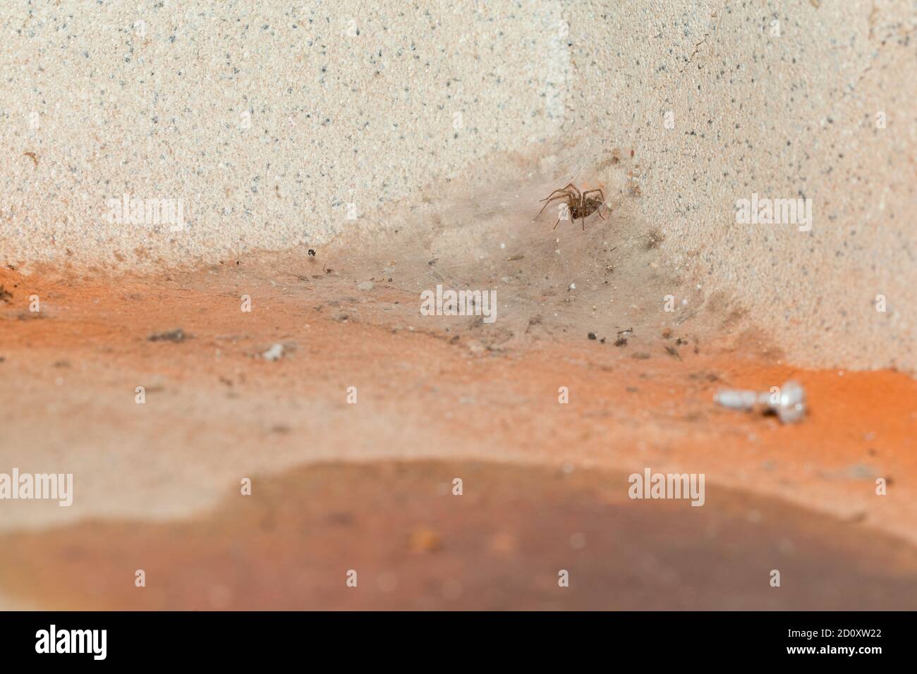 Hausspinne in einem Lagerhaus (Tegenaria domestica) Stockfoto