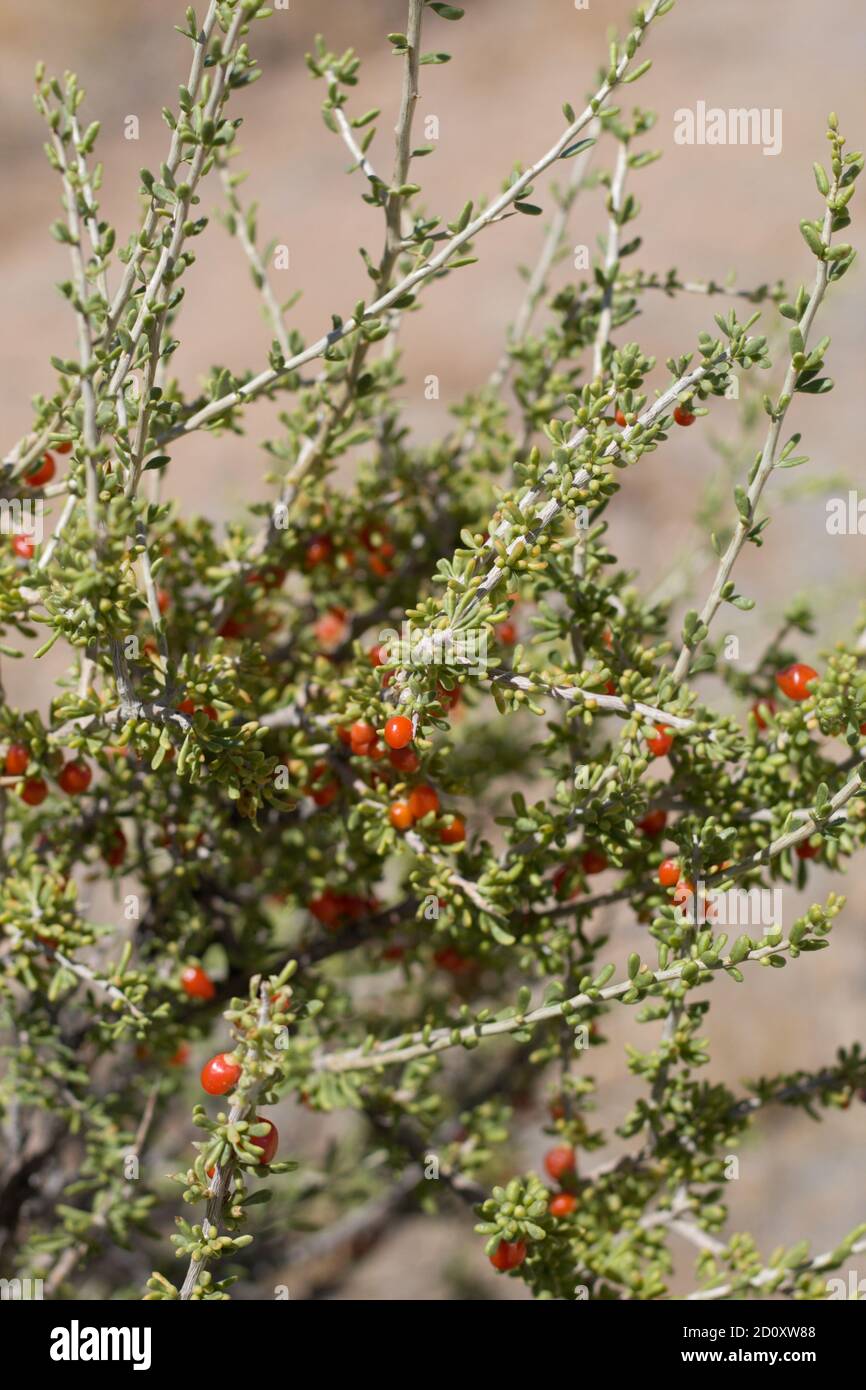 Rote Beerenfrucht, Anderson thornbush, Lycium Andersonii, Solanaceae, einheimischer Strauch, Joshua Tree National Park, Southern Mojave Desert, Summer. Stockfoto