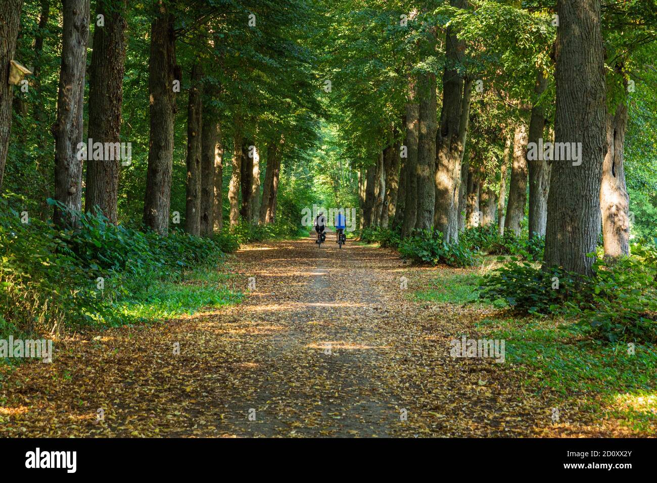 D-Borken, D-Borken-Gemen, Naturpark hohe Mark Westmünsterland, Münsterland, Westfalen, Nordrhein-Westfalen, NRW, Sternbusch in der Freiheit Gemen, Sternbuschallee, Wald, Waldweg Stockfoto