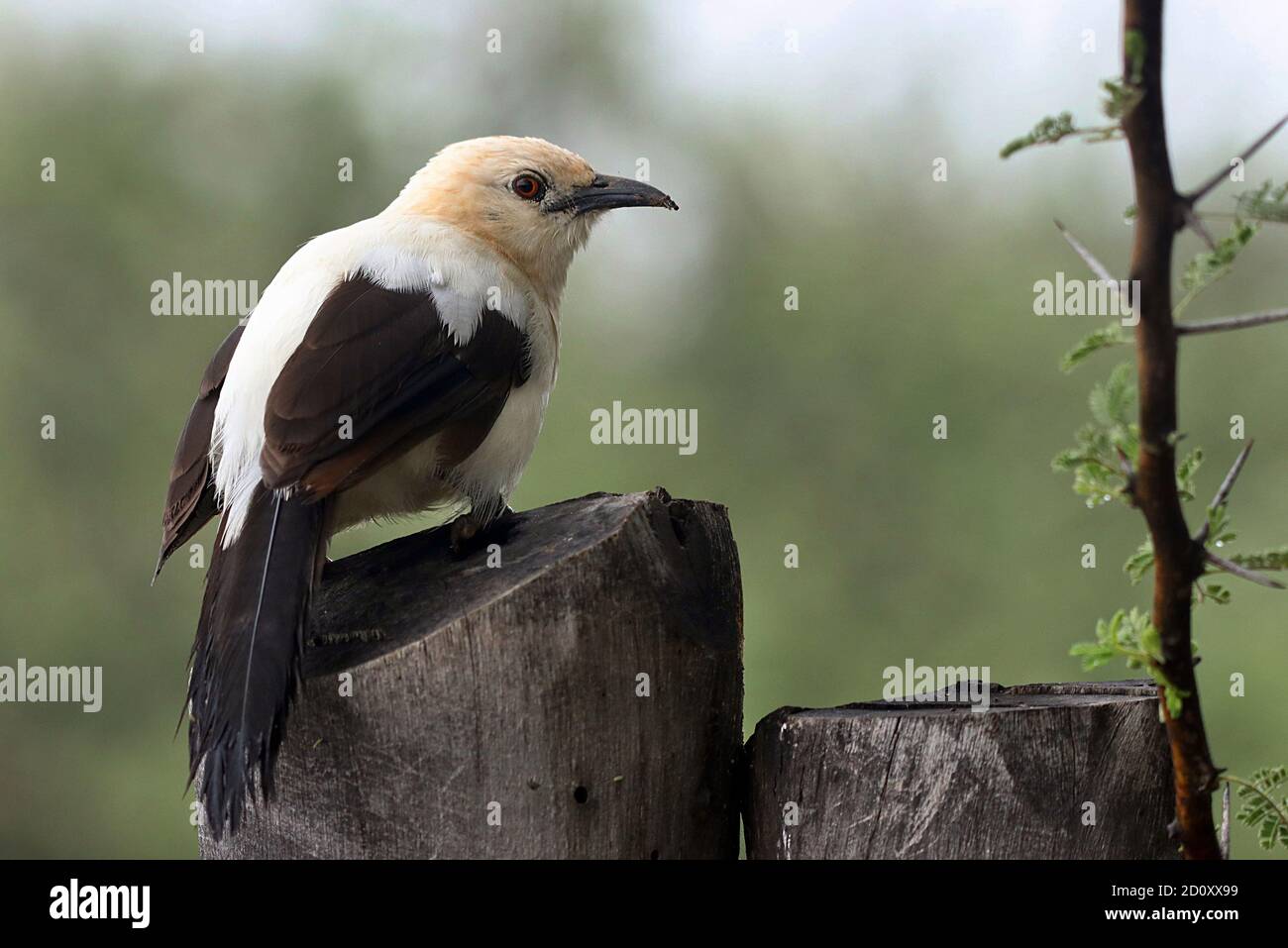 Ein Southern Rattenbabbler (Turdoides bicolor) im Erindi Game Reserve in der Nähe von Omaruru, Erongo, Namibia Stockfoto