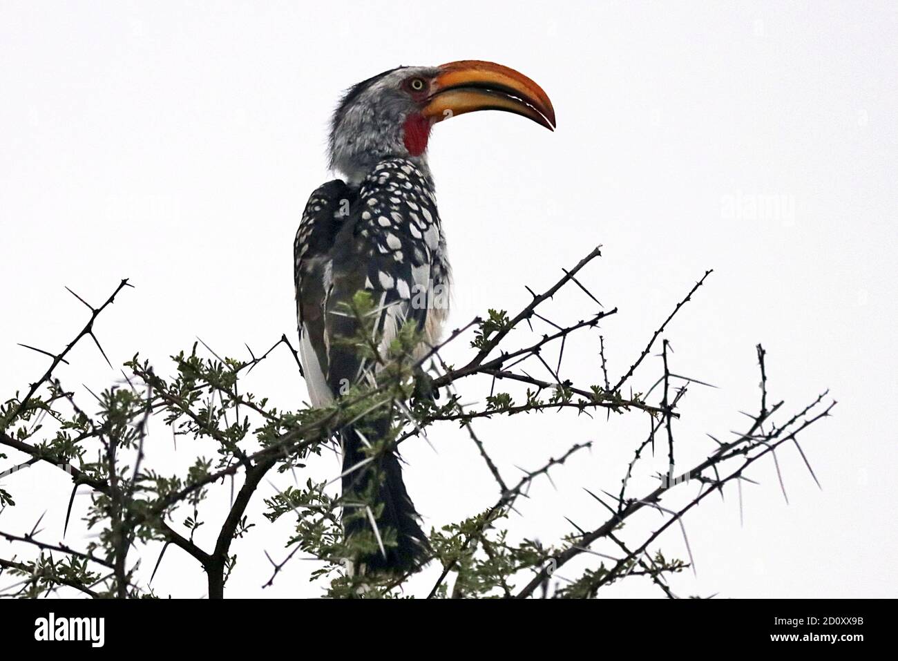 Ein südlicher Gelbschnabelschnabel (Tockus leucomelas) im Erindi Game Reserve in der Nähe von Omaruru, Erongo, Namibia Stockfoto