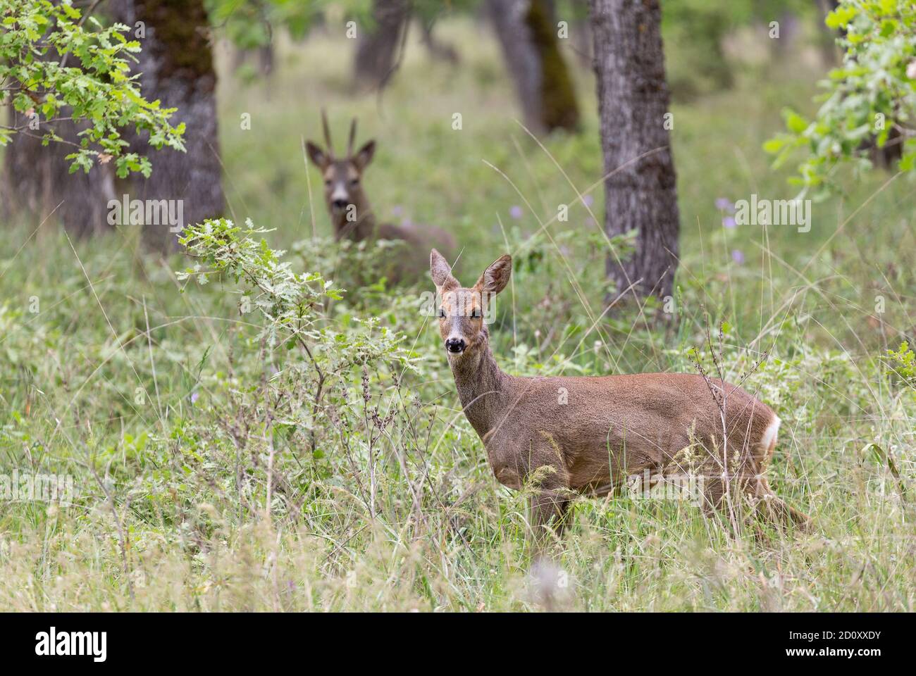 Rehe in einem Wald. Stockfoto