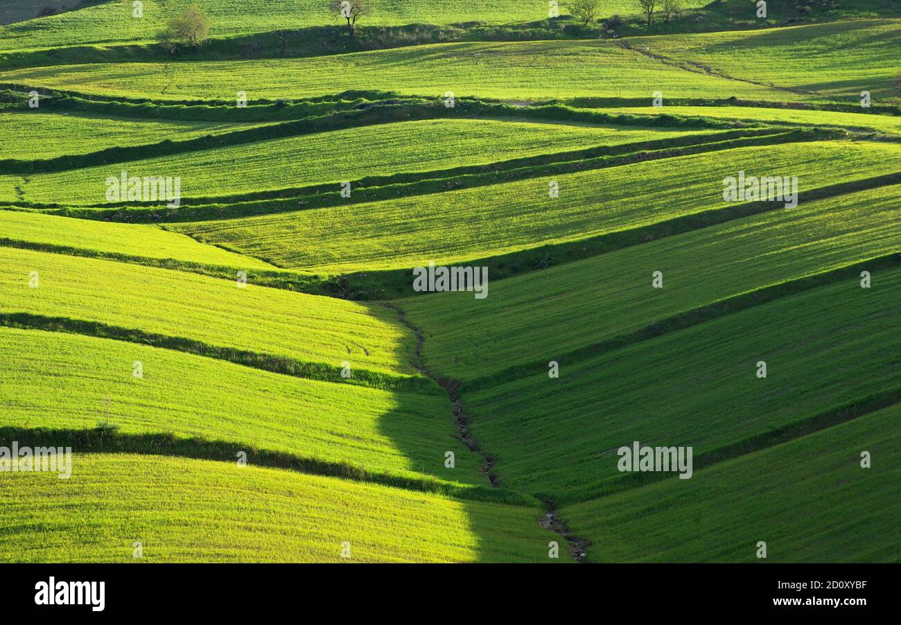 Sanfte Hügel von Sizilien Landschaft mit grünem Gras Felder in Der Abend Stockfoto