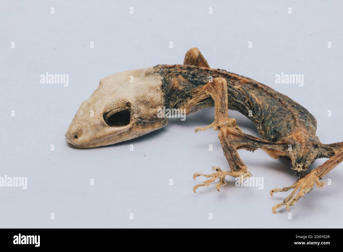 Getrocknete, tote kleine Eidechse, die ihr Körperskelett isoliert auf Weiß zeigt. Stockfoto