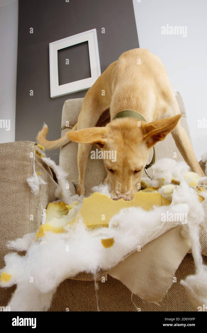 Welpe Hund kaut und zerstört ein Sofa. Gehorsam Probleme und Kinderkrankheiten Konzept. Stockfoto