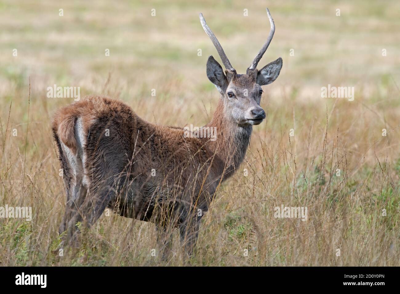 Junger Rüde Rothirsch (Cervus elaphus) im langen Gras Stockfoto