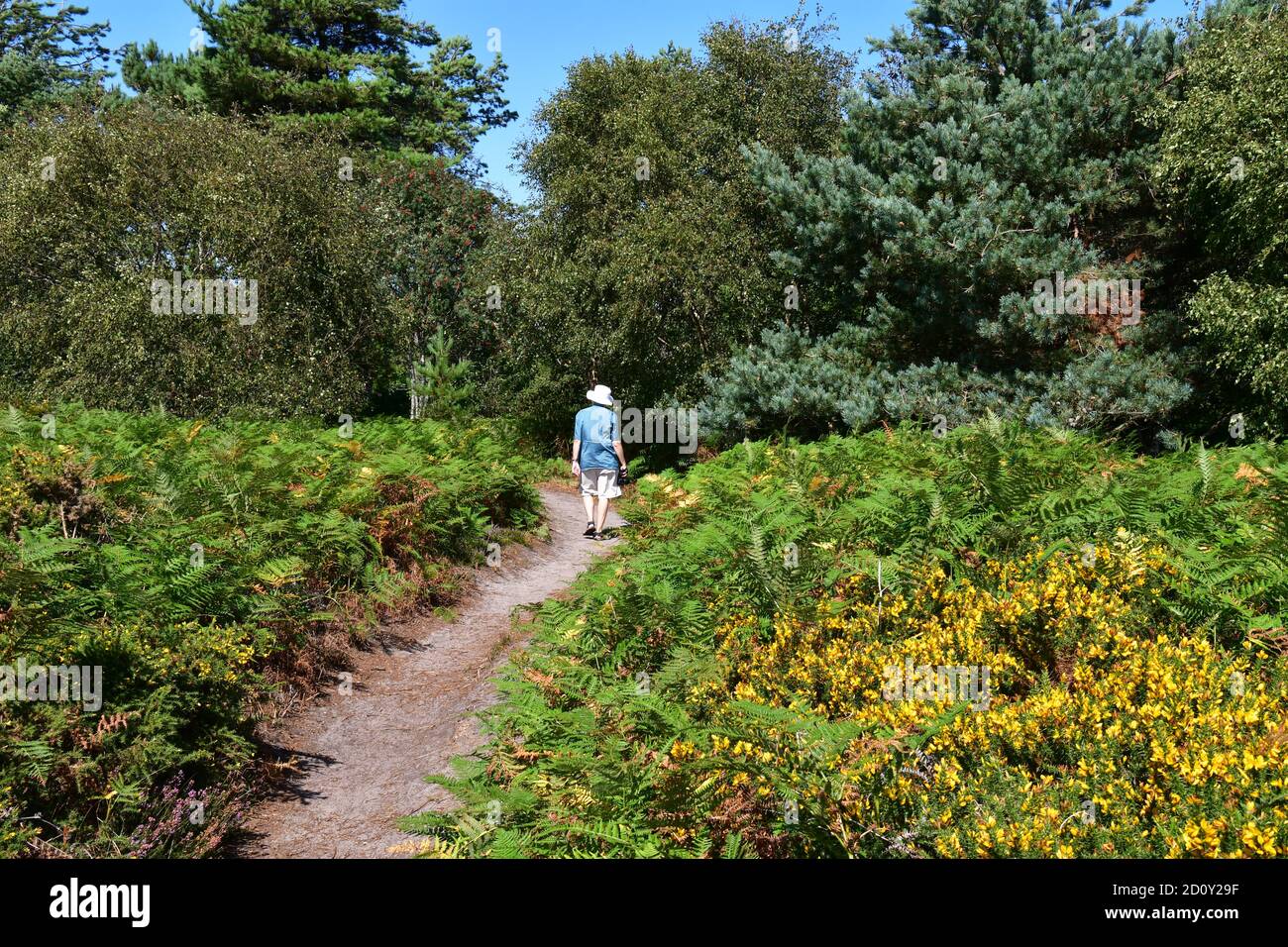 Dunwich Heath, Suffolk, Großbritannien Stockfoto