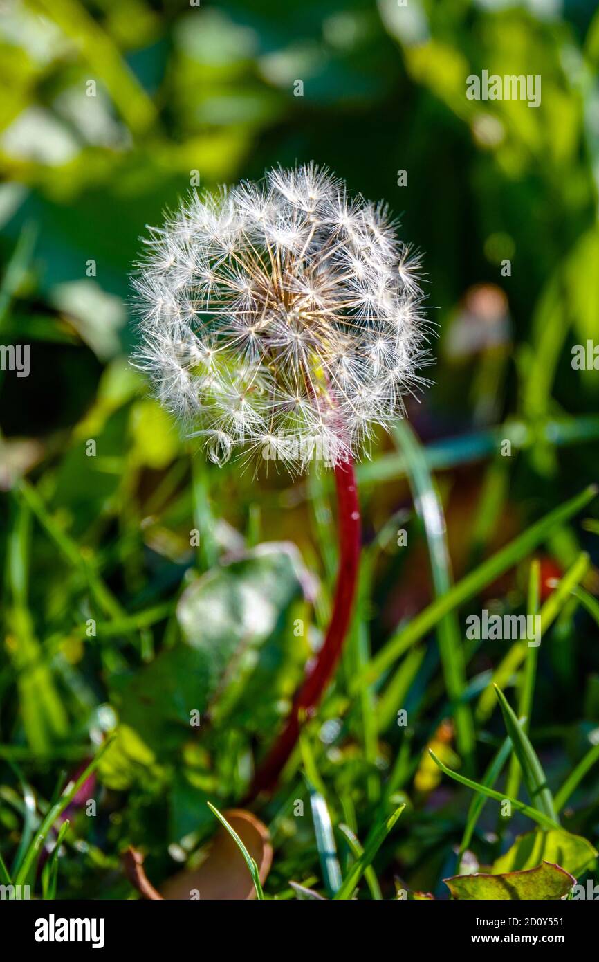 Weiße Löwenzahn-Samenköpfe, vor grünem Hintergrund, Ariege, Frankreich Stockfoto