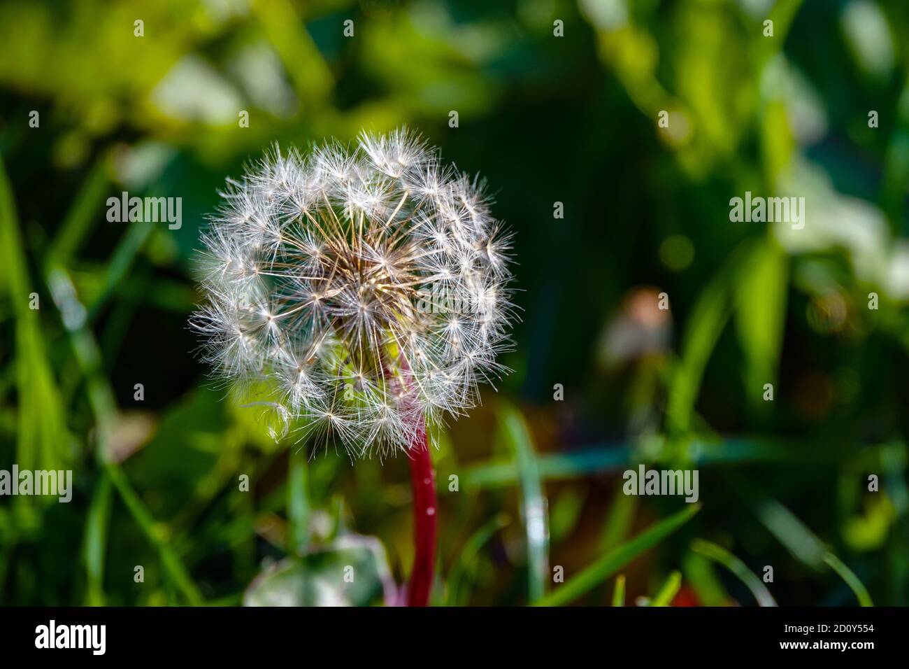 Weiße Löwenzahn-Samenköpfe, vor grünem Hintergrund, Ariege, Frankreich Stockfoto