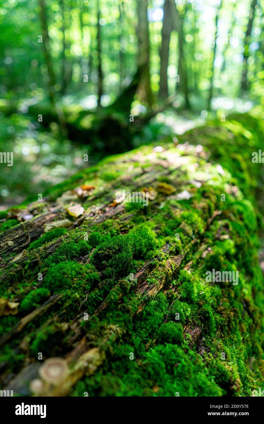 Tief im Urwald Stockfoto